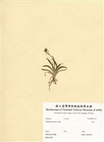 藏品(百合)的圖片